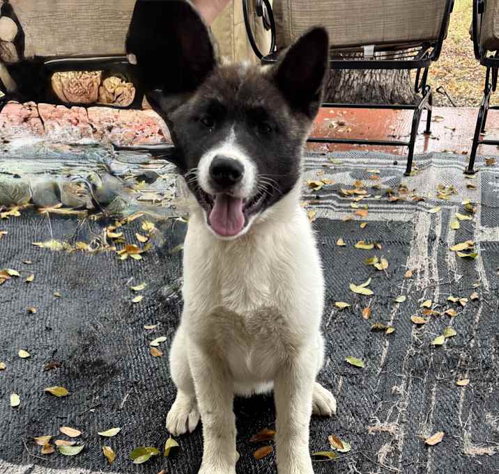Photo of Annie
