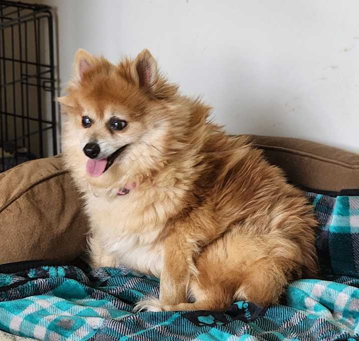 Photo of Fluffy