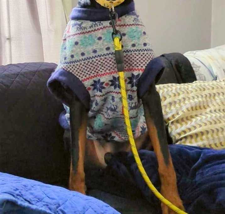 Photo of Kobie