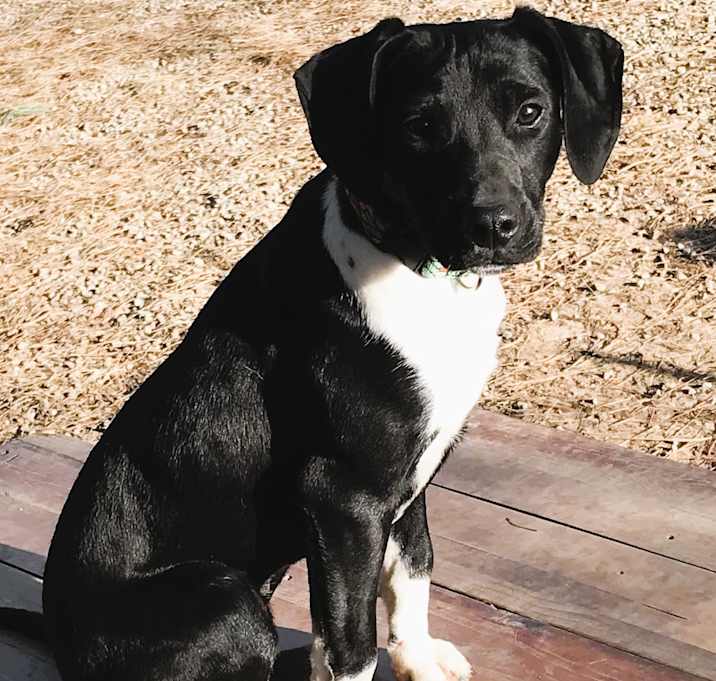 Photo of Blossom