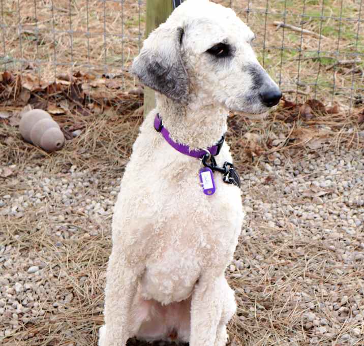 Photo of Sadie