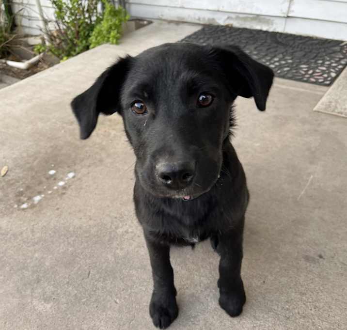 Photo of Dottie
