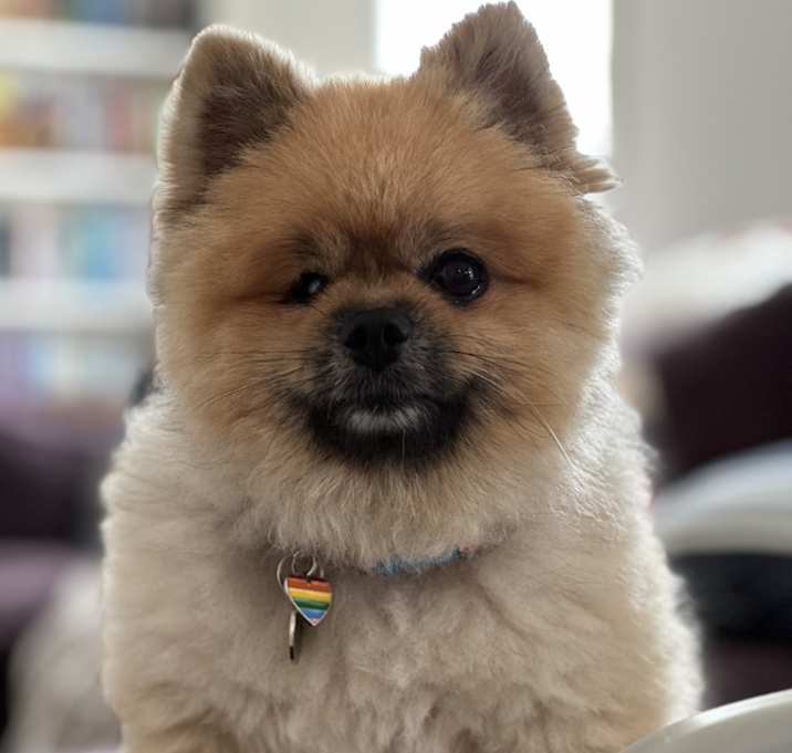 Photo of Coco