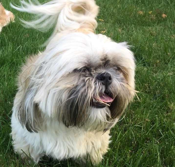 Photo of Gus (Pekingnese) and Greta (Shih Tzu)