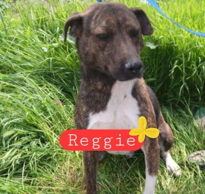Photo of Reggie