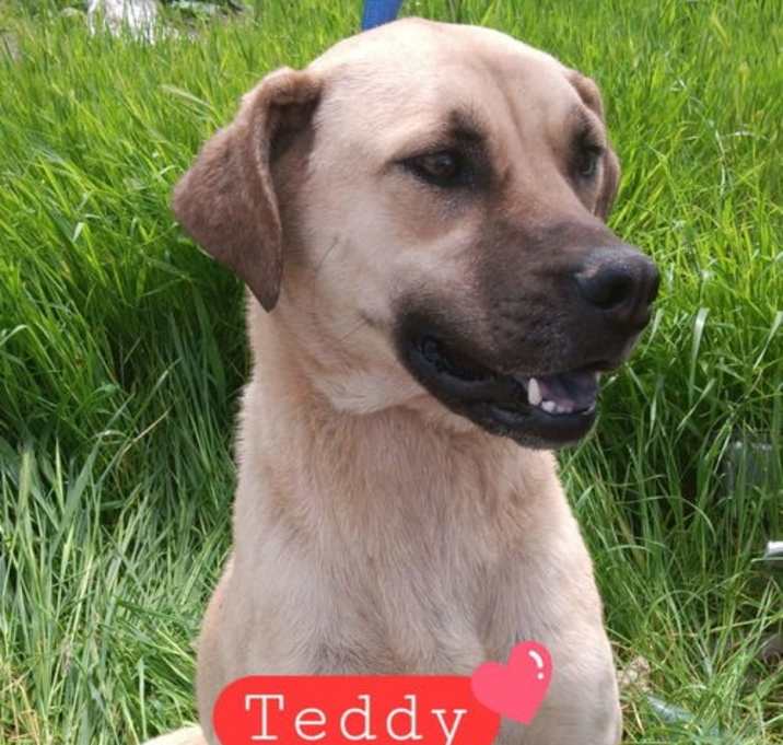 Photo of Teddy