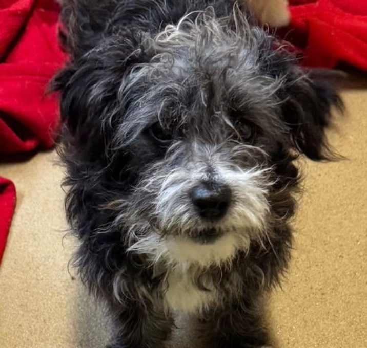 Photo of Bilbo