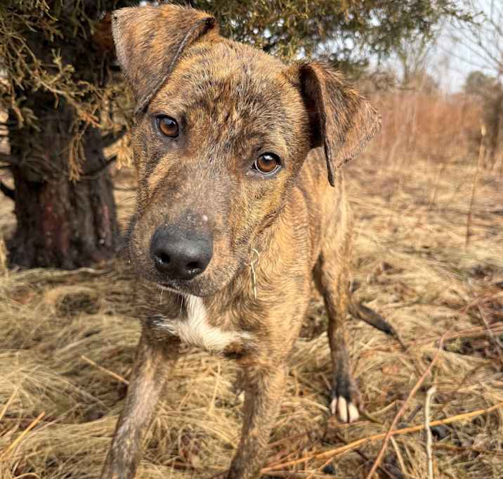 Photo of Henry