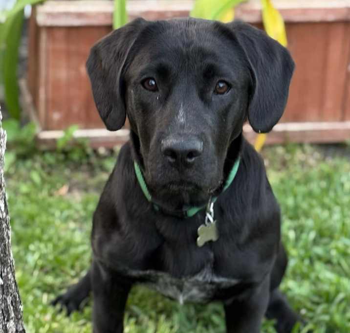 Photo of Marley