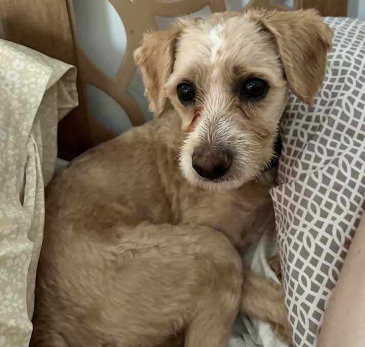 Photo of Henry
