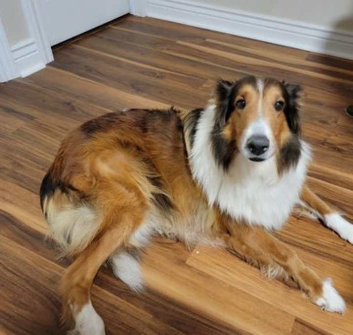 Photo of Marigold  pka Zuzu