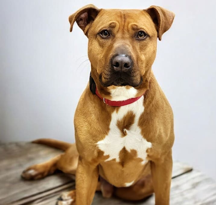 Photo of Louie