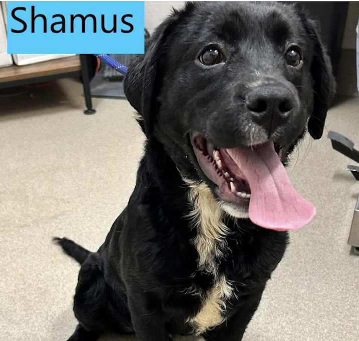 Photo of Shamus
