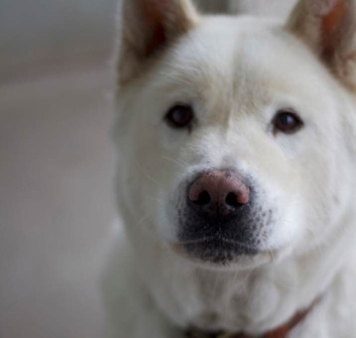 Photo of Fang