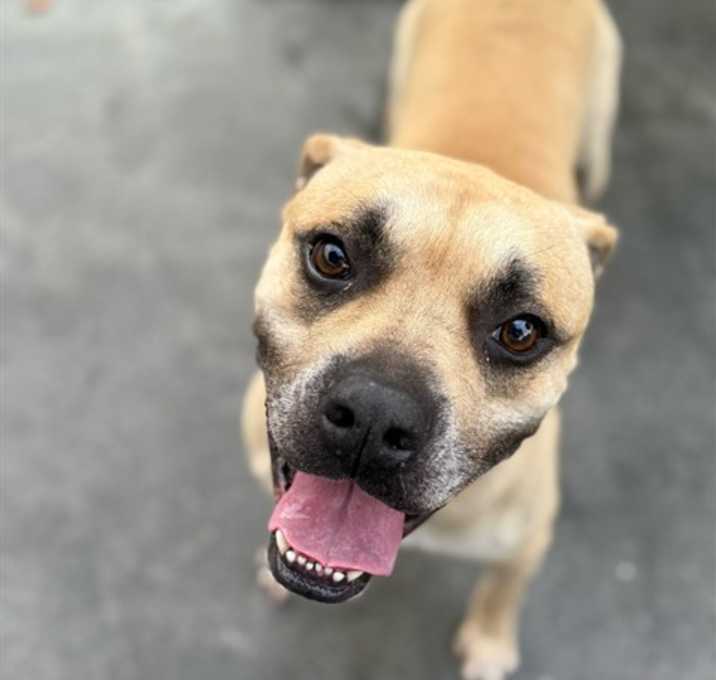 Photo of NUGGET