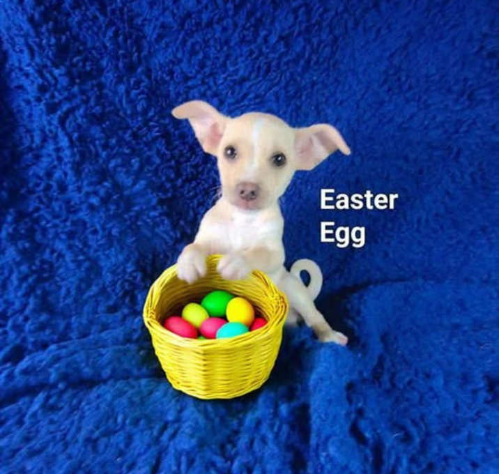 Photo of Easter Egg (3 lbs)