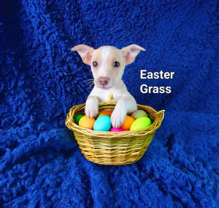 Photo of Easter Grass (3 lbs)
