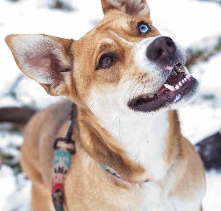 Photo of Artemis