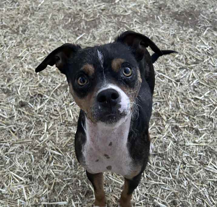 Photo of Petey