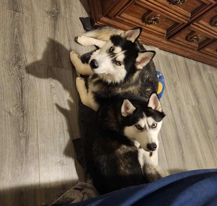 Photo of Bandit and Bluey
