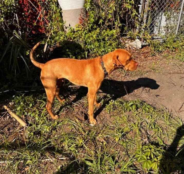Photo of Rudder
