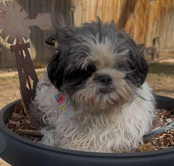 Photo of Cotton