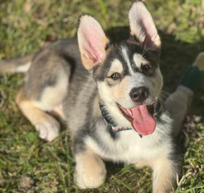 Photo of Beau