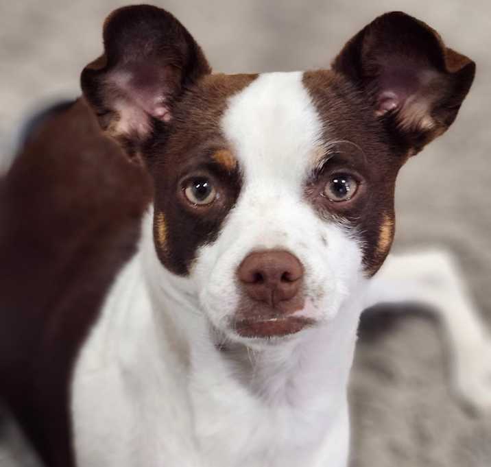 Photo of ROSIE