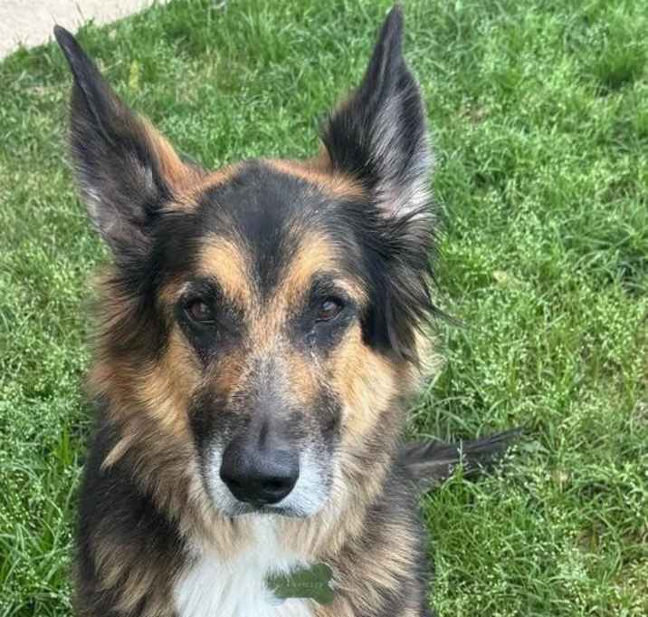 Photo of Apollo