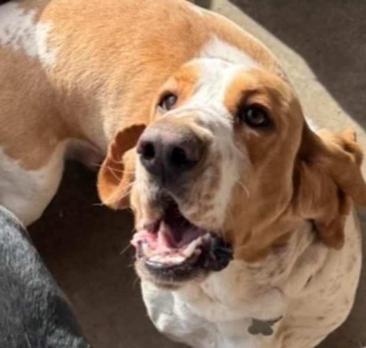 Photo of Boone / Myra (Maera)
