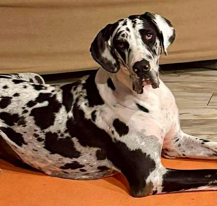 Photo of Lyra
