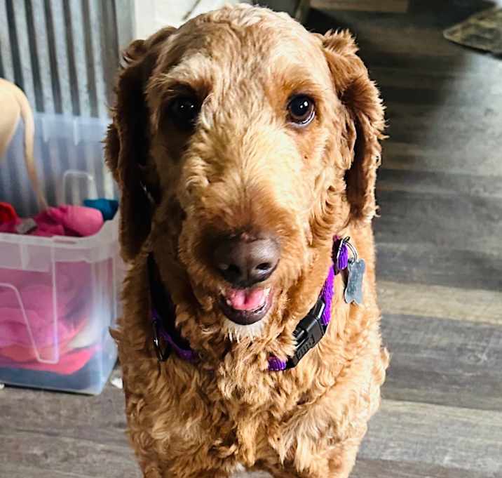 Photo of Pickles - 2263