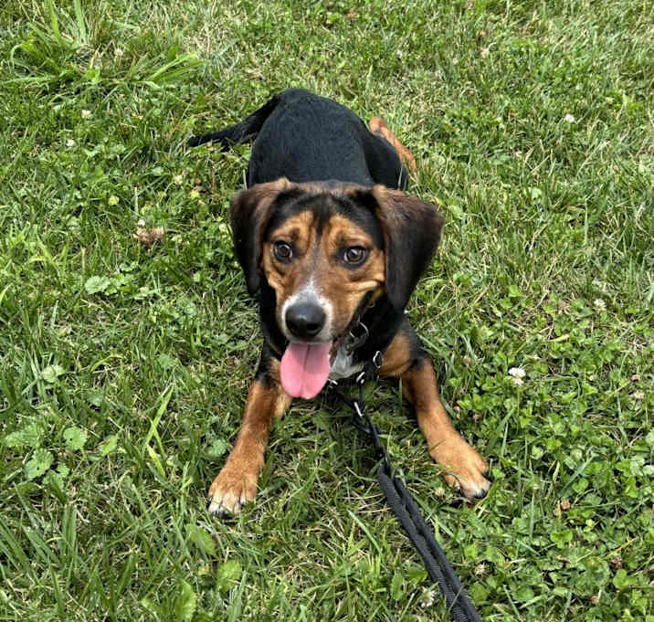 Photo of Dobby