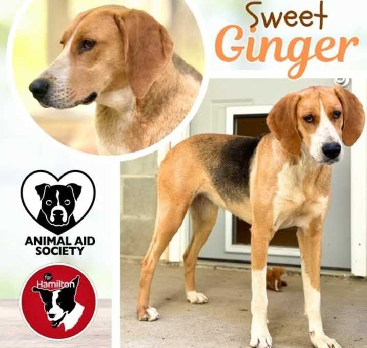 Photo of Ginger