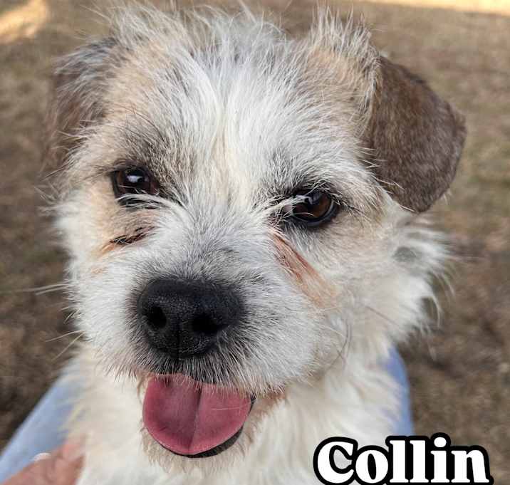 Photo of Collin