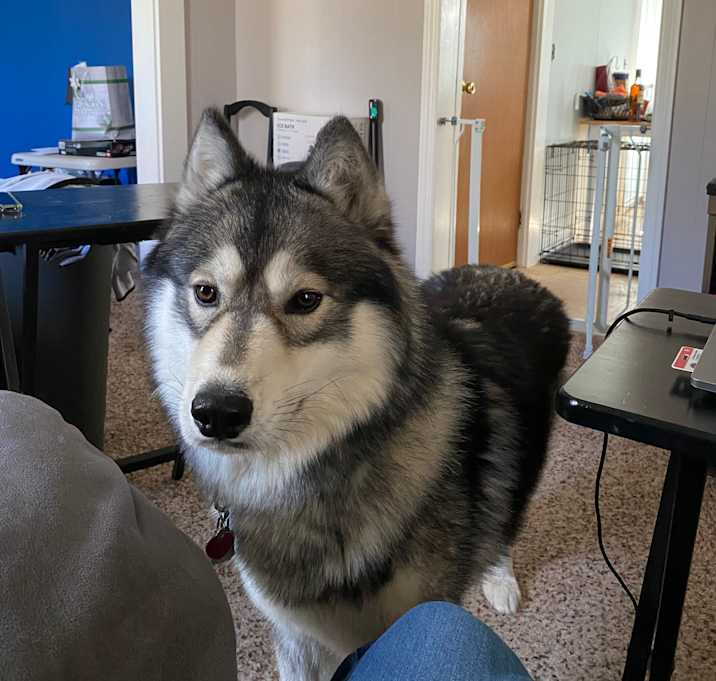 Photo of Moose
