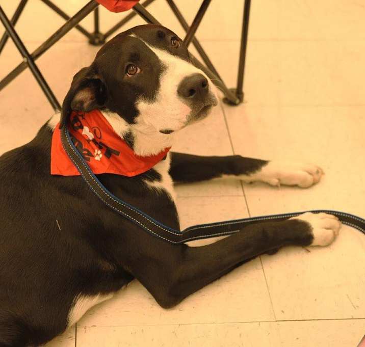 Photo of Snoopy