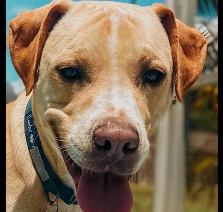 Photo of Bailey