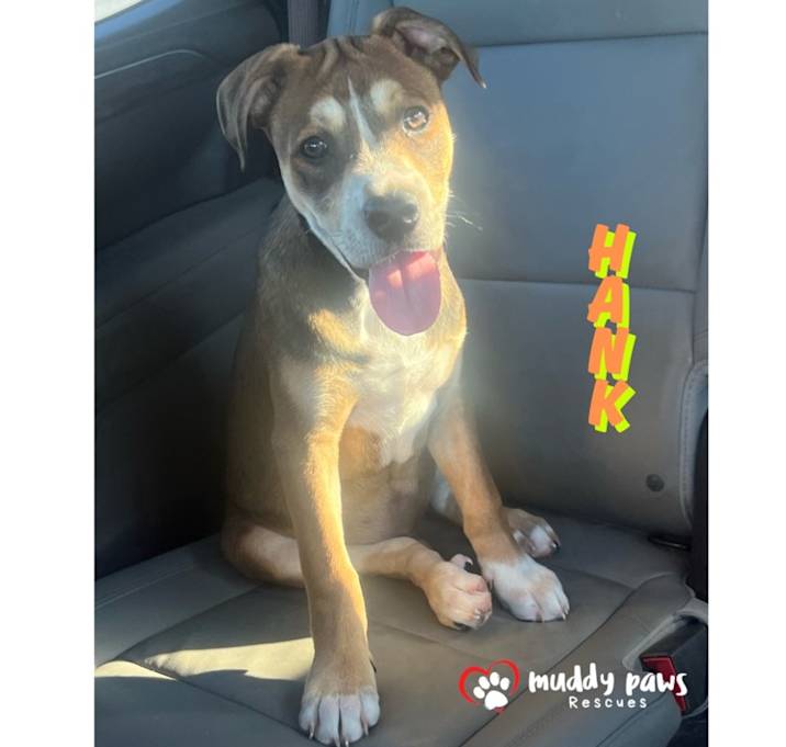 Photo of Kira's Litter:  Hank