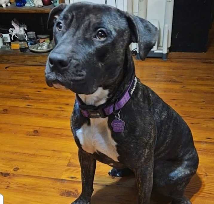 Photo of Kona