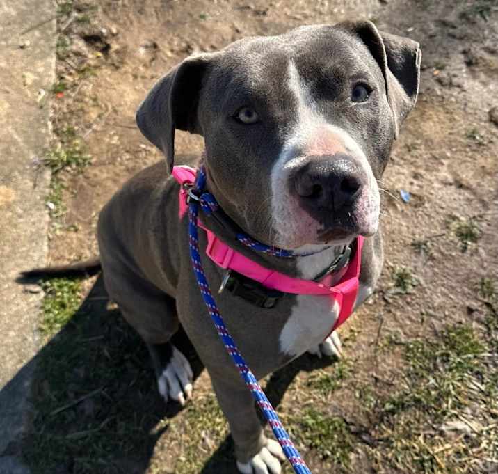 Photo of Shiloh