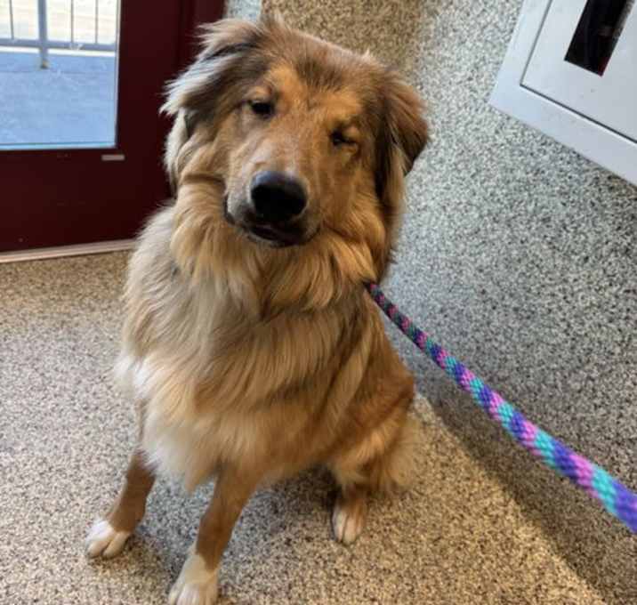 Photo of HoneyBear