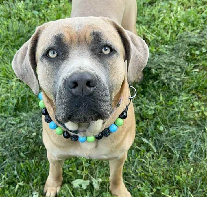 Photo of Cinnamon