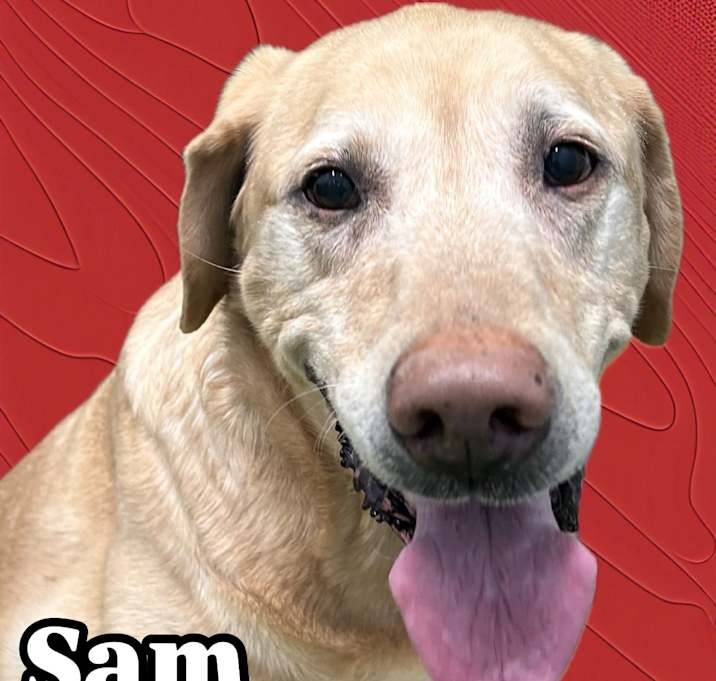 Photo of Sam