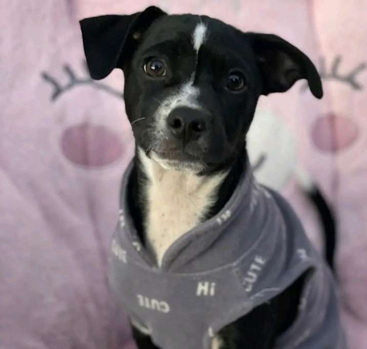 Photo of ALVIN