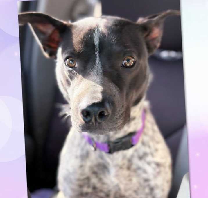 Photo of Dapper DUKE