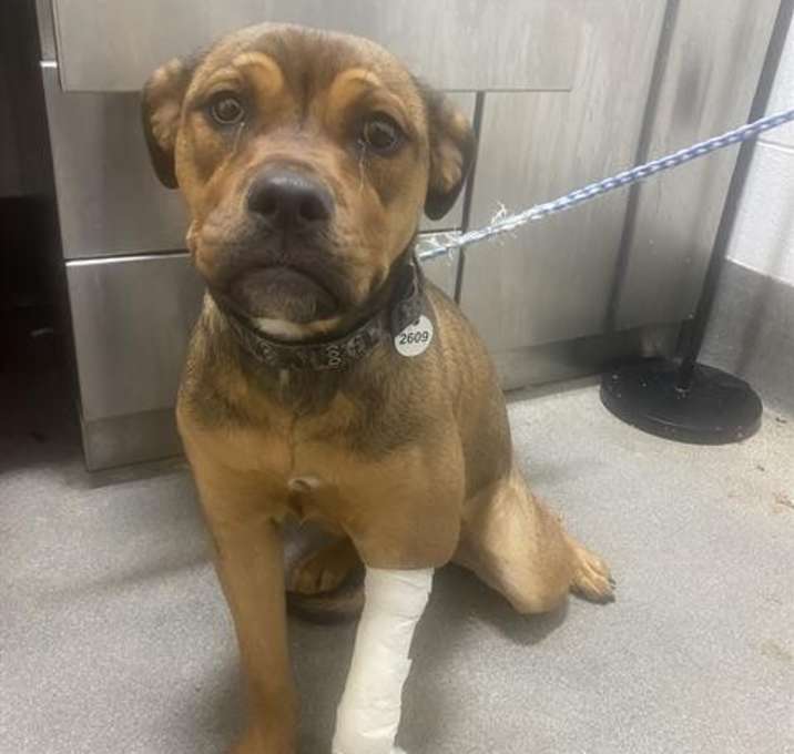 Photo of Goldie