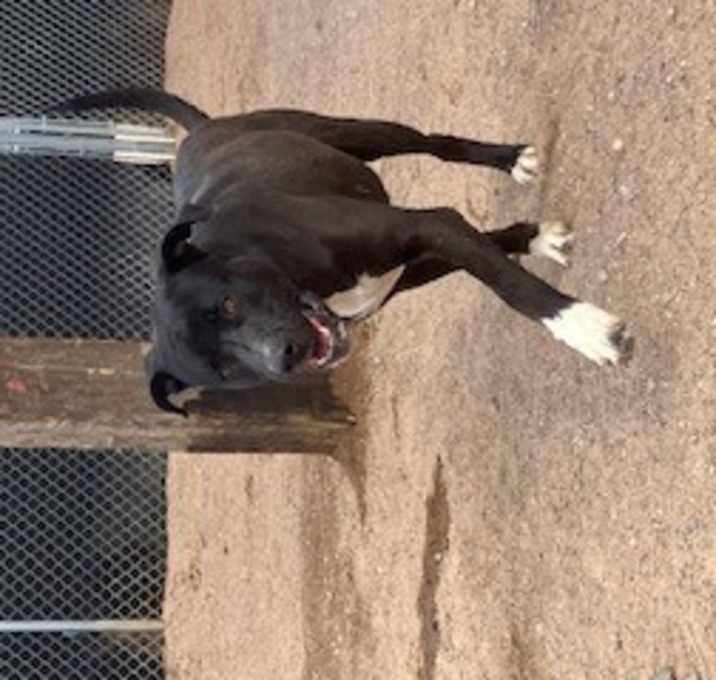 Photo of Trooper