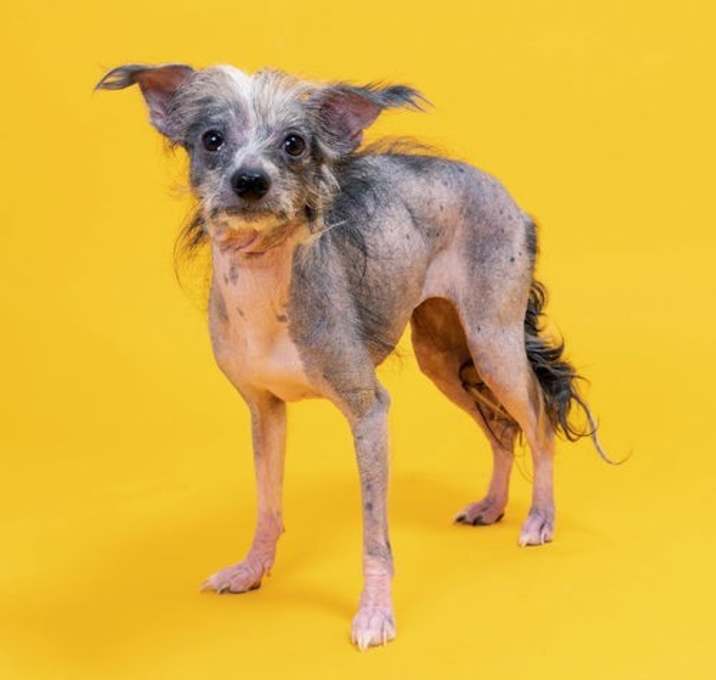 Photo of Tig