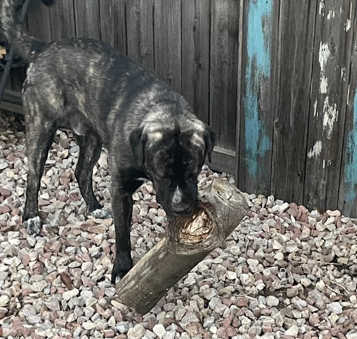 Photo of Buddy